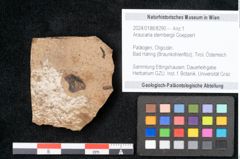 Foto (Objekt + Etikett) von Araucaria sternbergii Goeppert (NHMW-GEO-2024-0188-8290)